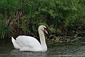 Mute swan - A